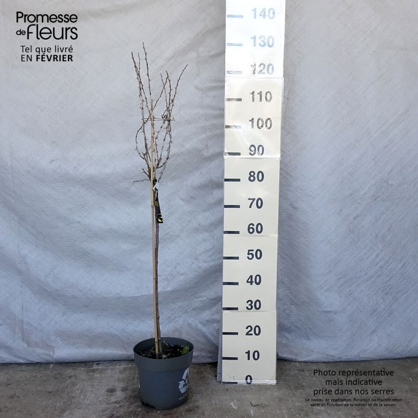 Ribes uva-crispa 'Mucurines' 6L/7L pot sample as delivered in winter