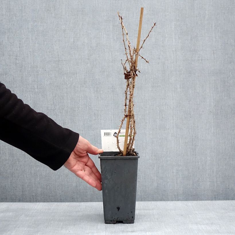 Ribes uva-crispa 'Tatjana' 1.5L/2L pot, Clump sample as delivered in winter