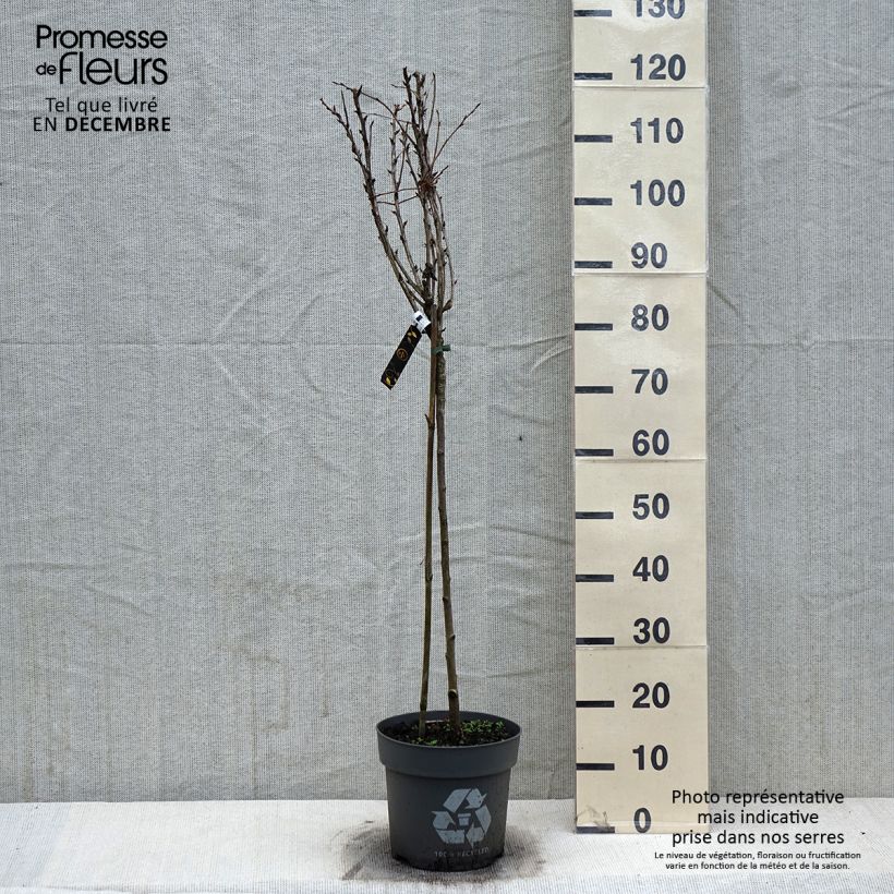 Ribes uva-crispa 'Tatjana' 6L/7L pot sample as delivered in winter