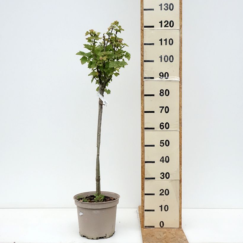 Redcurrant Mactor - Georges Delbard 7.5L/10L pot, Quarter standard sample as delivered in autumn