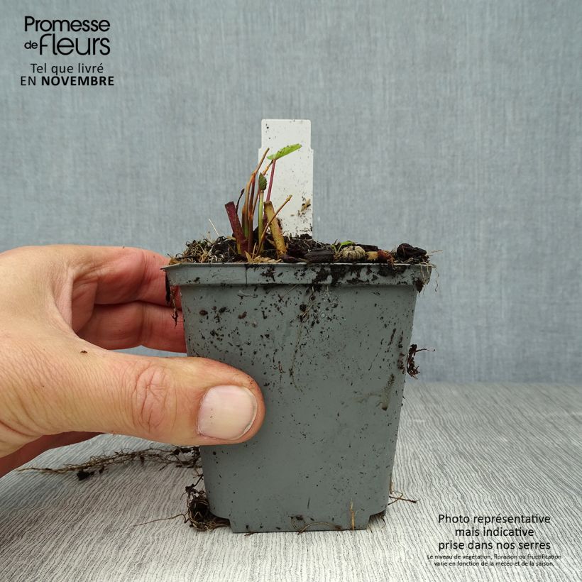Althaea officinalis 8/9 cm pot sample as delivered in autumn