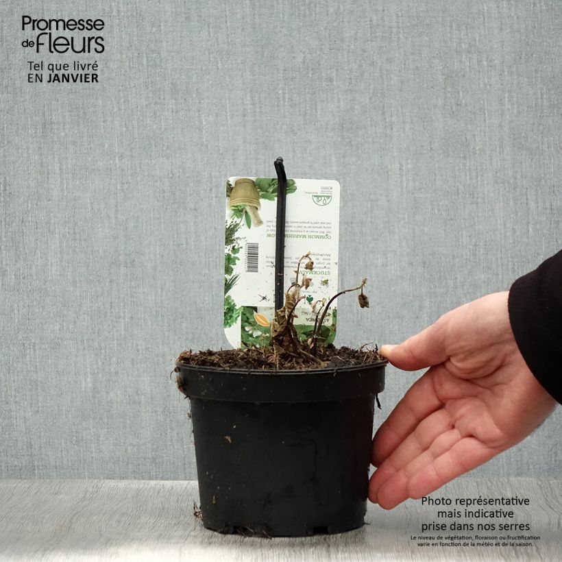 Althaea officinalis 1.5L/2L pot sample as delivered in winter