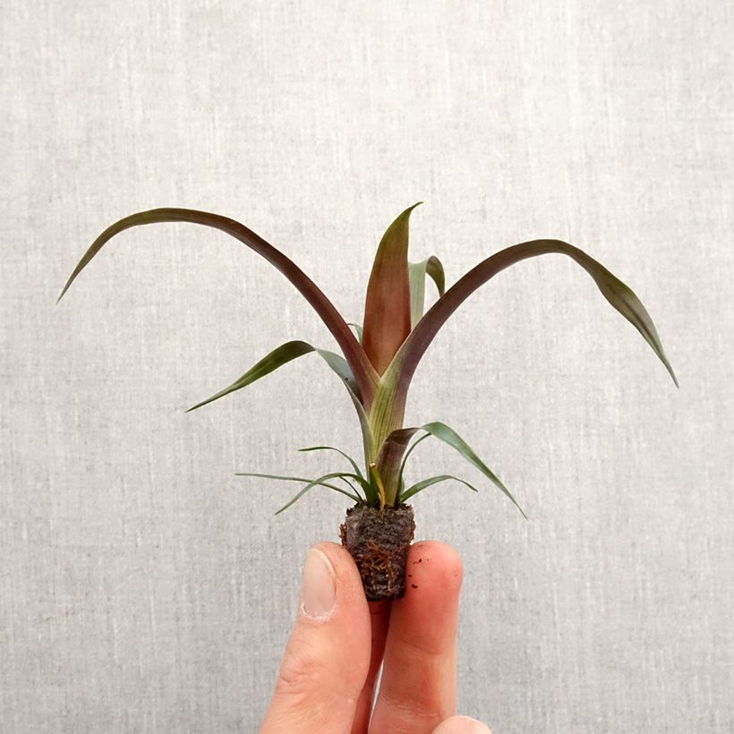 Guzmania Akabar Mini-plante sample as delivered in spring