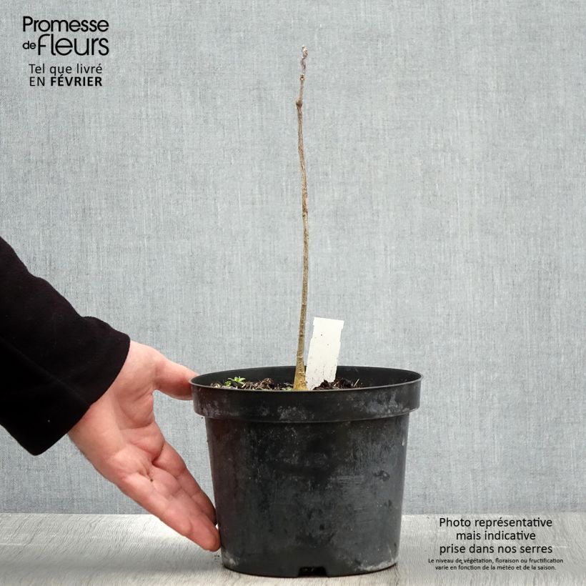 Gymnocladus dioica 2L/3L pot sample as delivered in winter