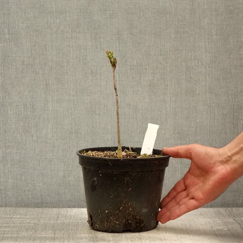 Gymnocladus dioica 2L/3L pot sample as delivered in spring