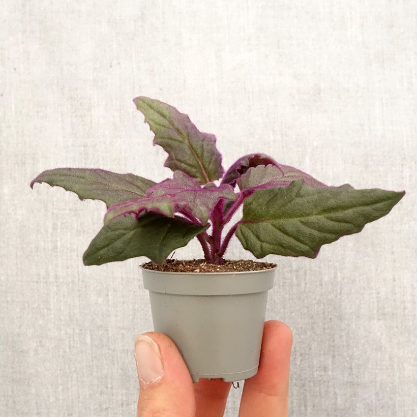 Gynura aurantiaca - Purple velvet plant Mini-plante sample as delivered in spring