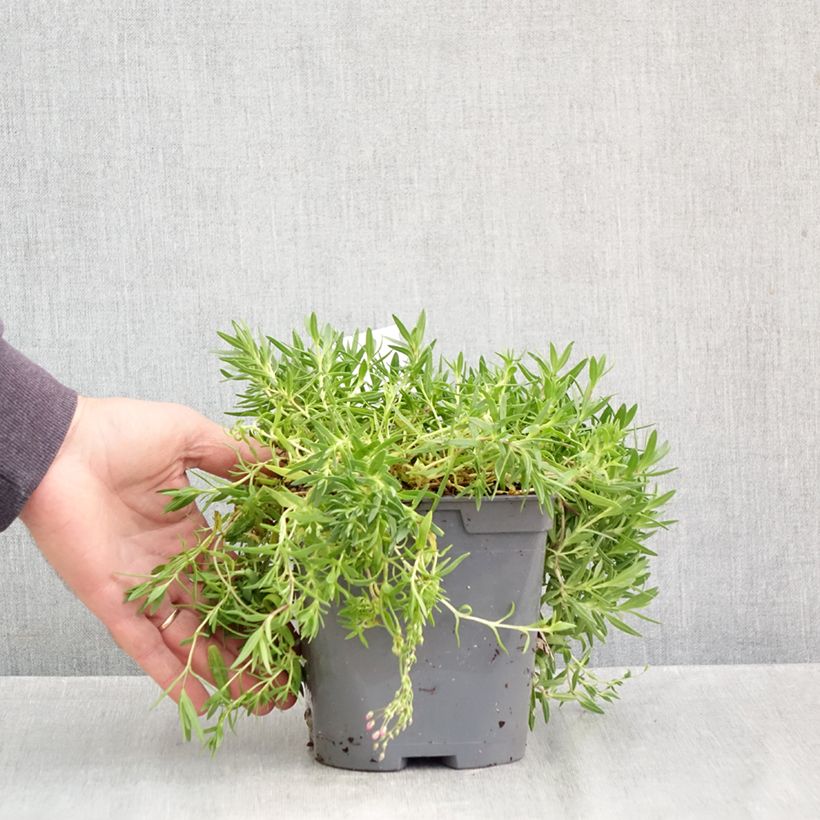 Gypsophila repens Rosa Schönheit 2L/3L pot sample as delivered in autumn