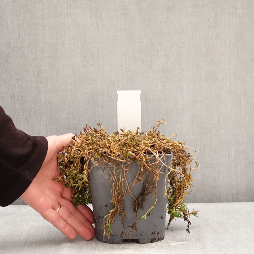 Gypsophila repens Rosa Schönheit 2L/3L pot sample as delivered in winter