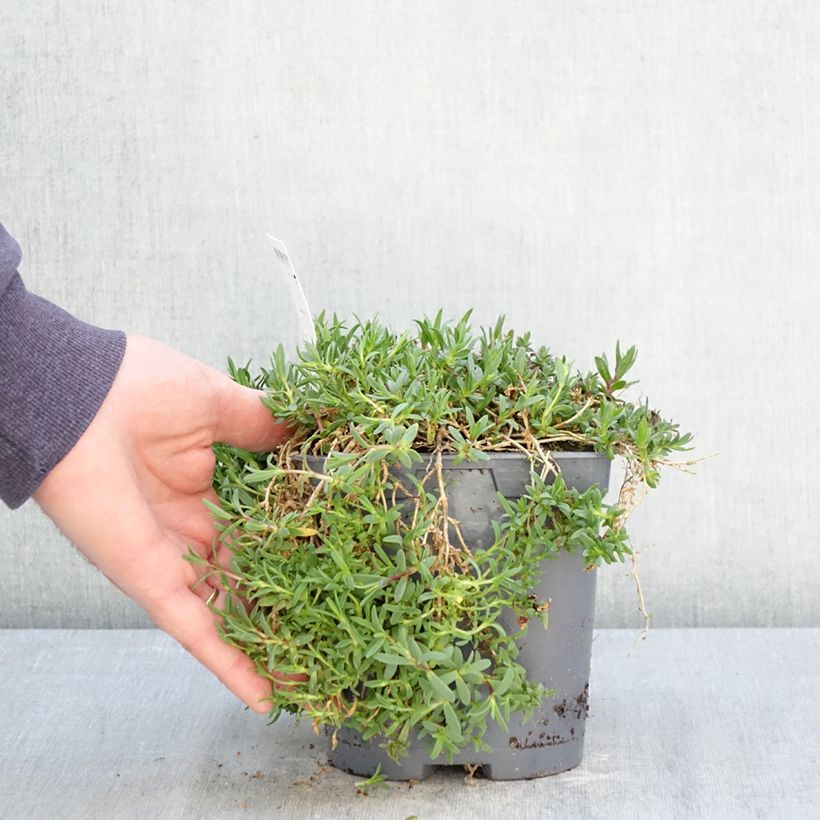 Gypsophila repens Rosa Schönheit 2L/3L pot sample as delivered in spring