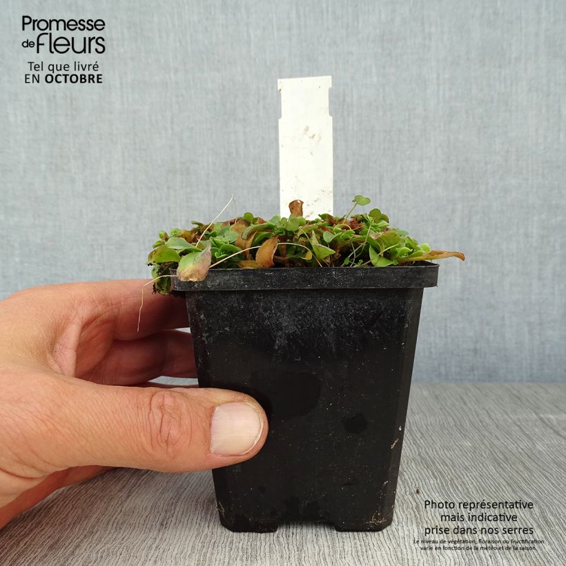 Gypsophila cerastioides 8/9 cm pot sample as delivered in autumn