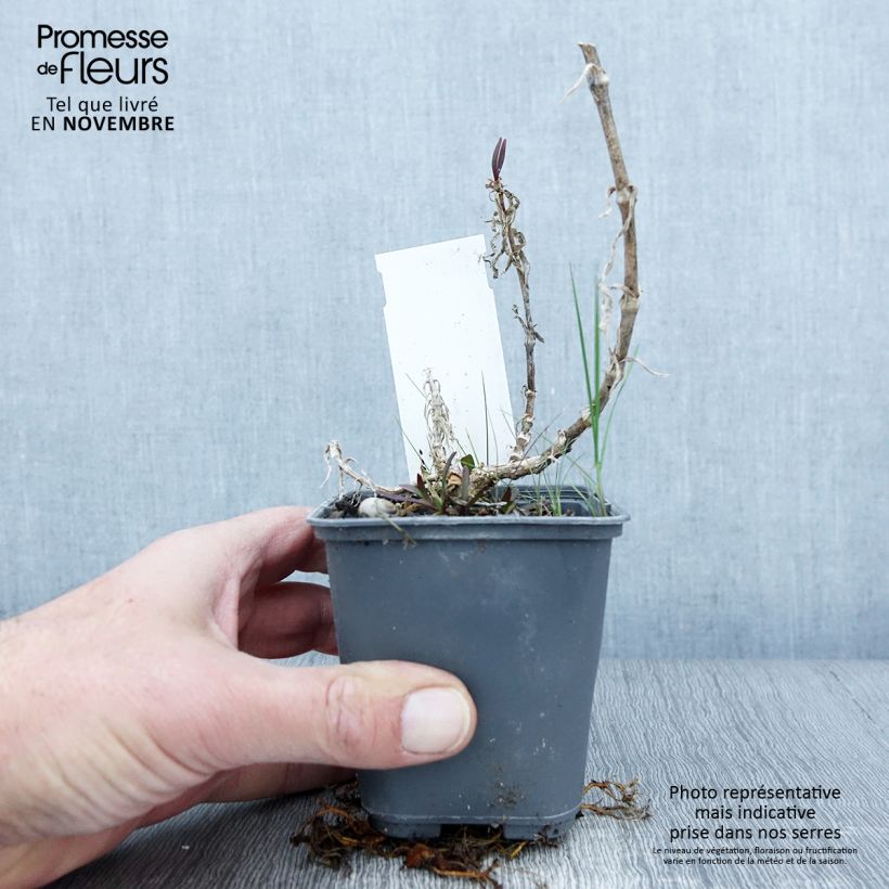 Gypsophila pacifica 8/9 cm pot sample as delivered in autumn