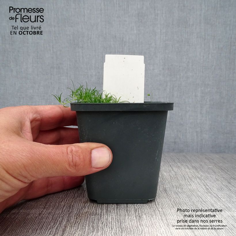 Gypsophila paniculata Schneeflocke 8/9 cm pot sample as delivered in autumn