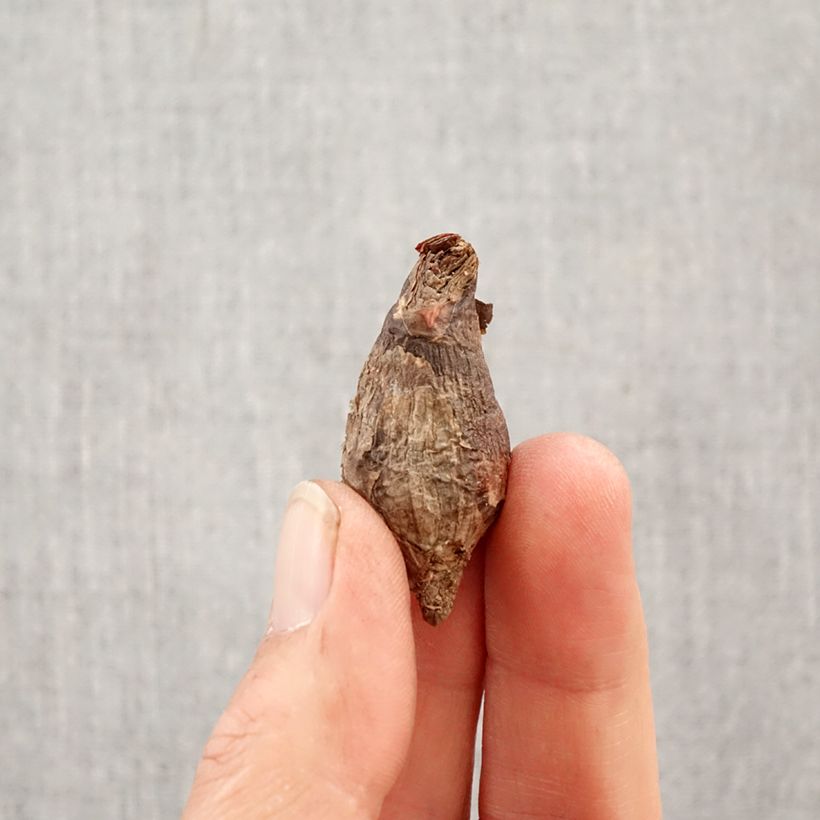Habranthus robustus - Argentine rain lily Bulb size 6+ sample as delivered in spring