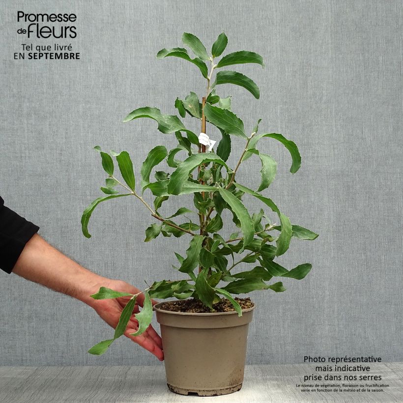 Hakea victoria 4L/5L pot sample as delivered in autumn