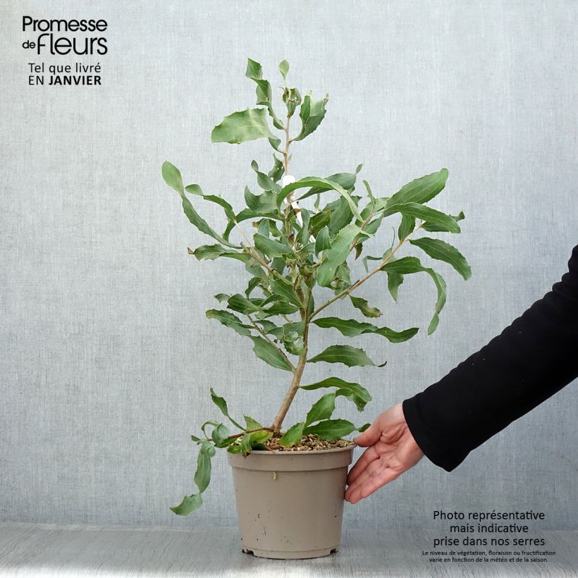 Hakea victoria 4L/5L pot sample as delivered in winter