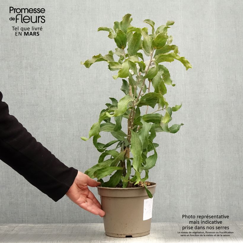 Hakea victoria 4L/5L pot sample as delivered in spring