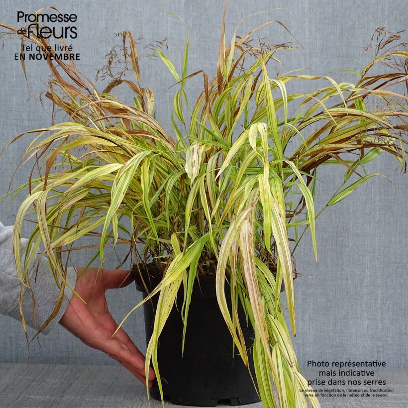Hakonechloa macra Aureola - Japanese Forest Grass 2L/3L pot sample as delivered in autumn