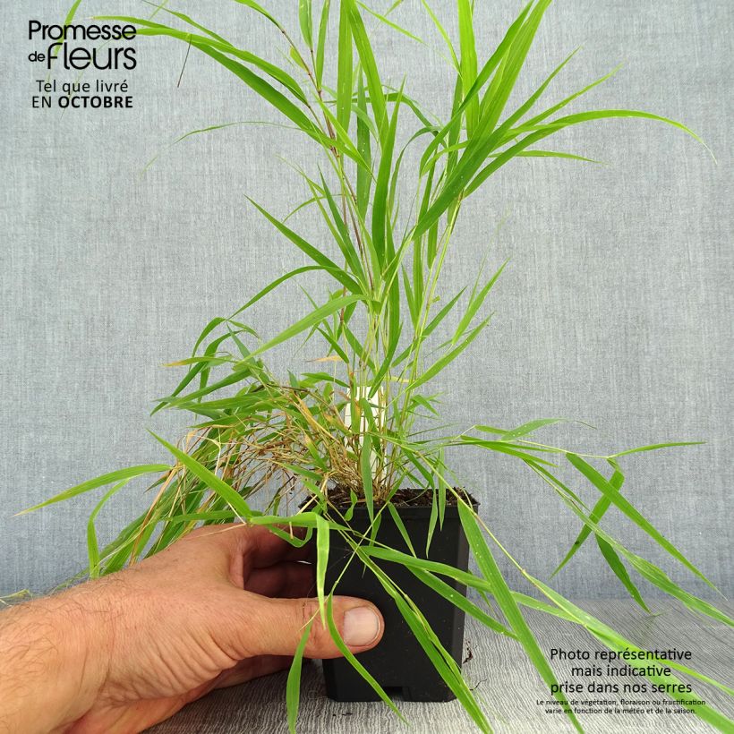 Hakonechloa macra Beni-Kaze - Japanese Forest Grass 8/9 cm pot sample as delivered in autumn