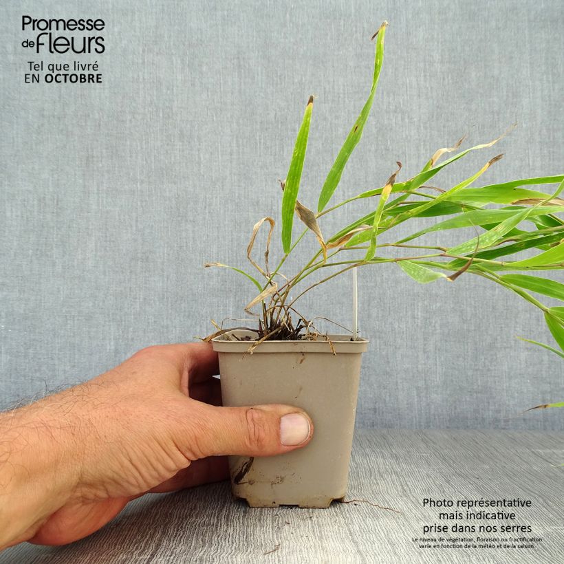 Hakonechloa macra Sunflare - Japanese Forest Grass 8/9 cm pot sample as delivered in autumn