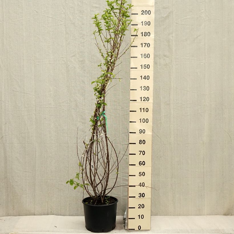 Halesia carolina - Carolina Silverbell 18L/20L pot sample as delivered in spring