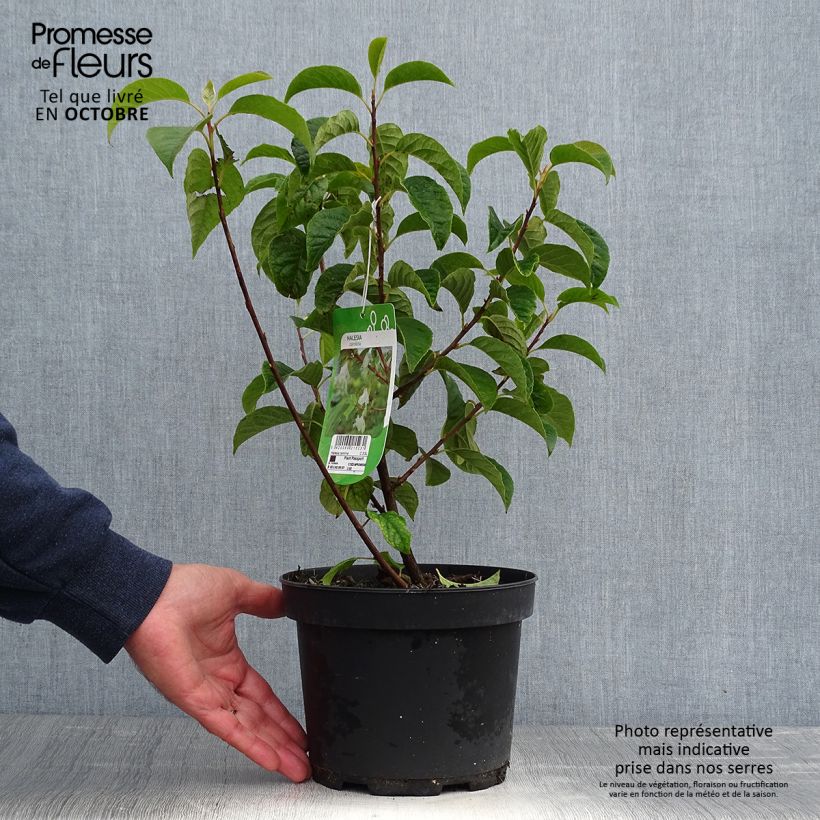 Halesia carolina - Carolina Silverbell 2L/3L pot sample as delivered in autumn