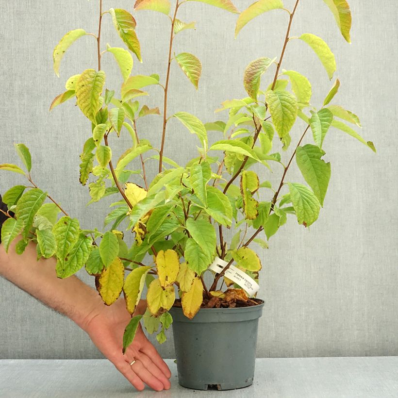 Halesia carolina UConn 2L/3L pot sample as delivered in autumn