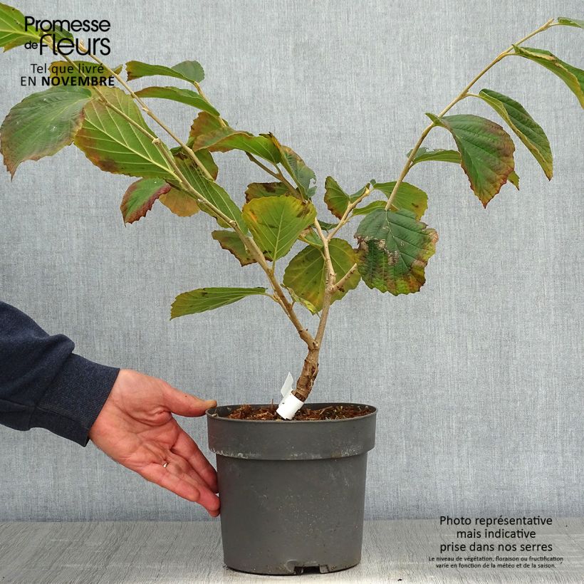 Hamamelis intermedia Diane - Witch Hazel 2L/3L pot sample as delivered in autumn