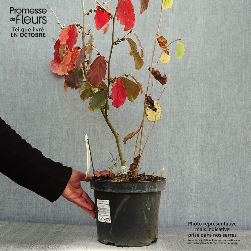 Hamamelis intermedia Diane - Witch Hazel 4L/5L pot sample as delivered in autumn