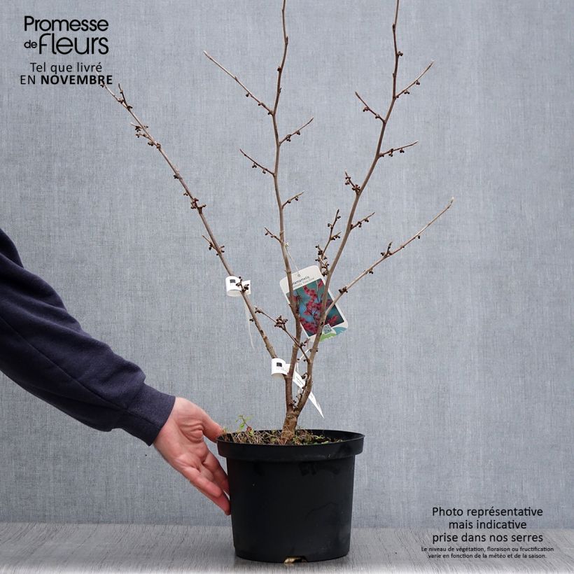 Hamamelis intermedia Ruby Glow - Witch Hazel 4L/5L pot sample as delivered in autumn