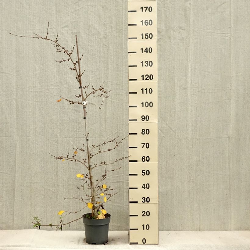 Hamamelis japonica Pendula - Witch Hazel 6L/7L pot sample as delivered in autumn