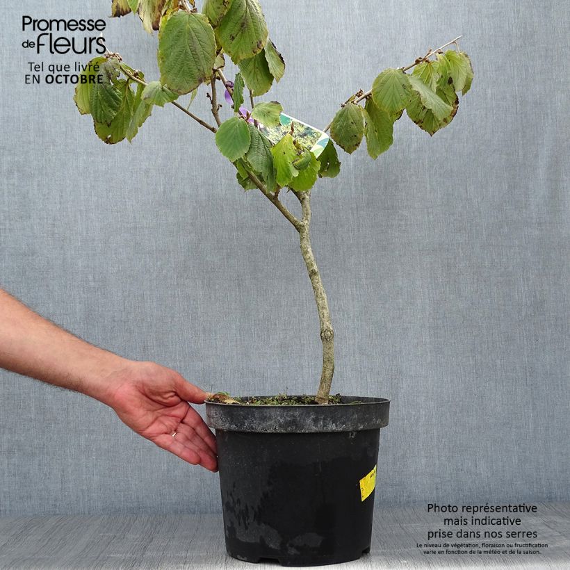 Hamamelis mollis Pallida - Witch Hazel 4L/5L pot sample as delivered in autumn