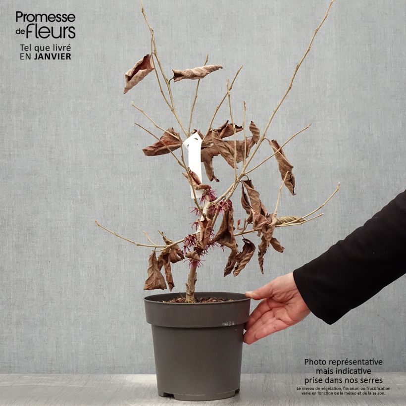 Hamamelis vernalis Washington Park - Witch Hazel 4L/5L pot sample as delivered in winter