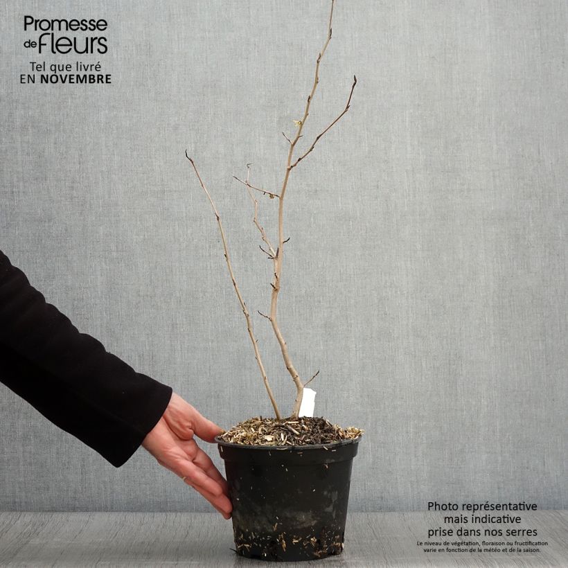 Hamamelis virginiana - Virginian Witch Hazel 3L/4L pot sample as delivered in autumn