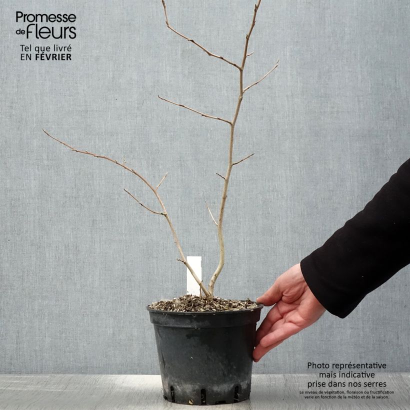 Hamamelis virginiana - Virginian Witch Hazel 3L/4L pot sample as delivered in winter