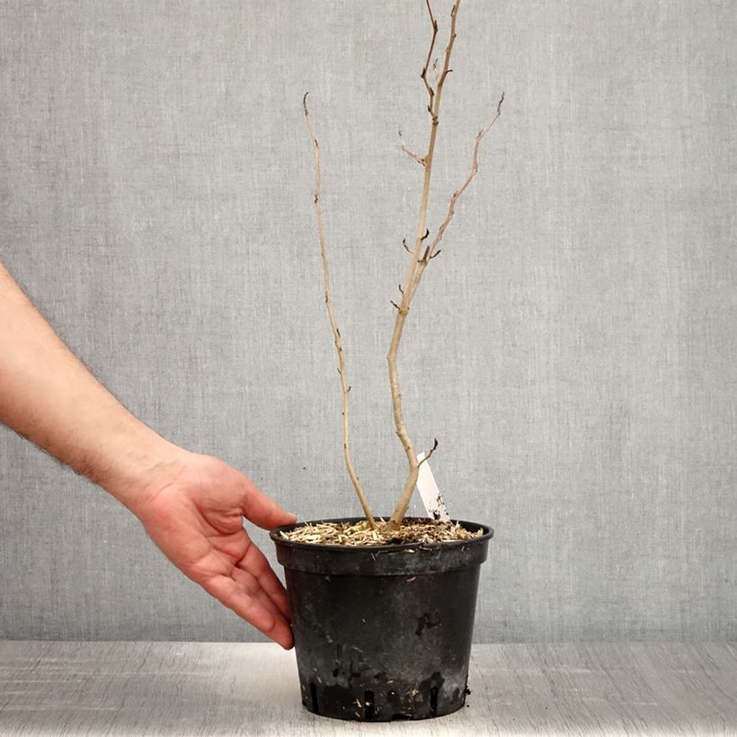 Hamamelis virginiana - Virginian Witch Hazel 3L/4L pot sample as delivered in spring