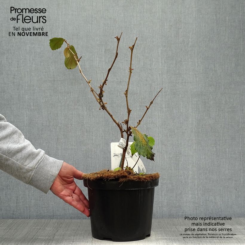 Hamamelis intermedia Feuerzauber - Witch Hazel 4L/5L pot sample as delivered in autumn