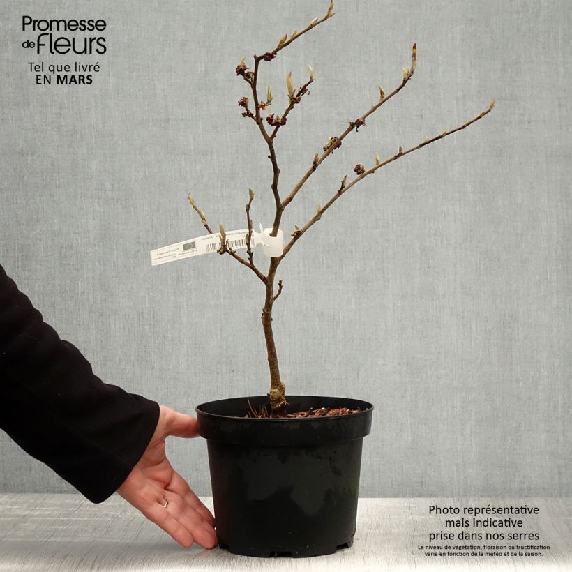 Hamamelis x intermedia Orange Beauty - Witch Hazel 3L/4L pot sample as delivered in spring