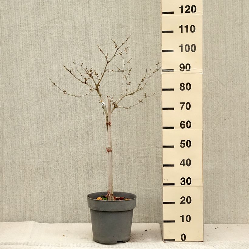 Hamamelis intermedia Rubin 7.5L/10L pot sample as delivered in autumn