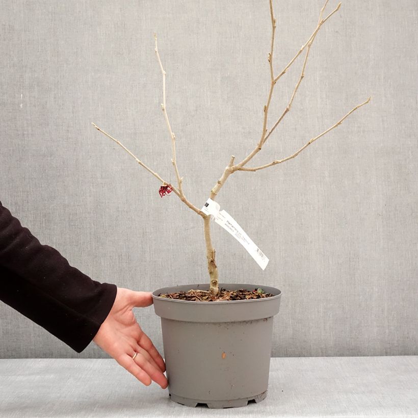 Hamamelis intermedia Yamina - Witch Hazel 4L/5L pot sample as delivered in winter