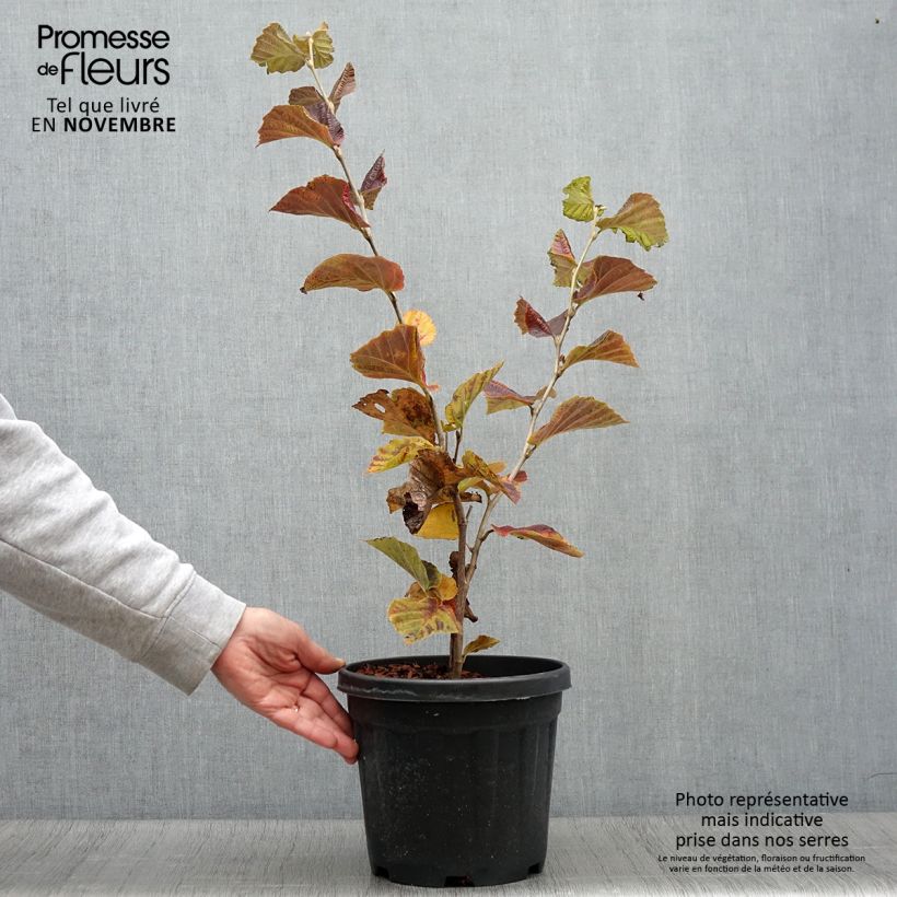 Hamamelis intermedia Yamina - Witch Hazel 4L/5L pot sample as delivered in autumn