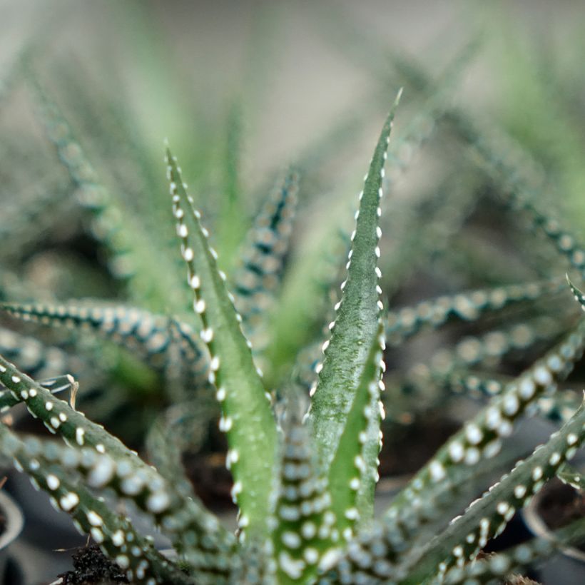 Haworthia fasciata 'Big Band' - Plante zèbre Big Band (Foliage)