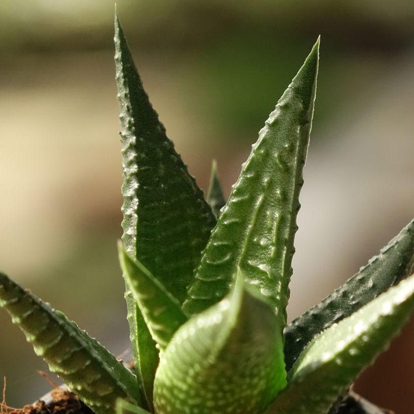 Haworthia Gasworthia  (Foliage)