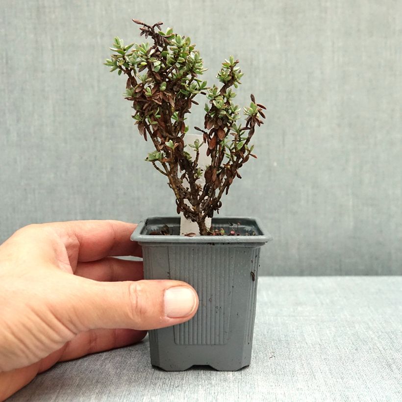 Hebe carnulosa 8/9 cm pot sample as delivered in autumn