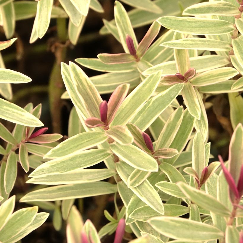Hebe Colour Dream - Shrubby veronica (Foliage)