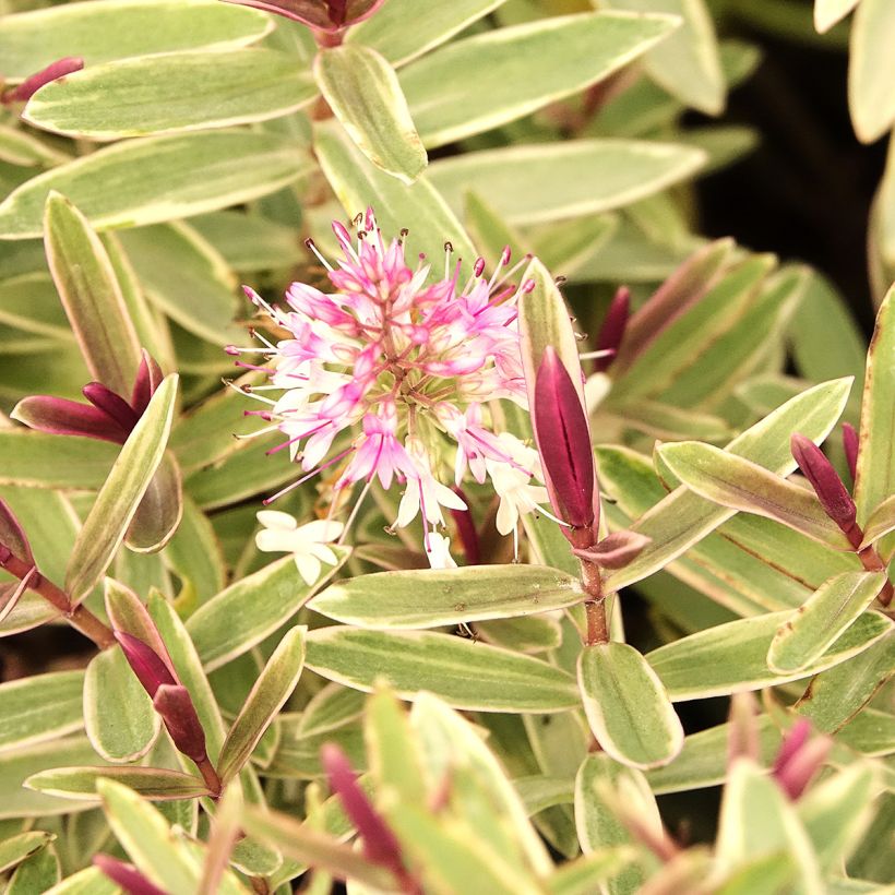 Hebe Colour Dream - Shrubby veronica (Flowering)