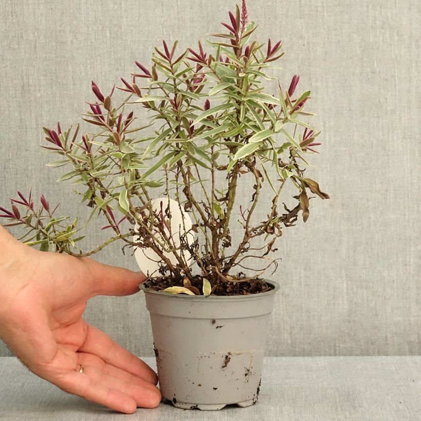 Hebe Colour Dream - Shrubby veronica 12cm pot sample as delivered in summer