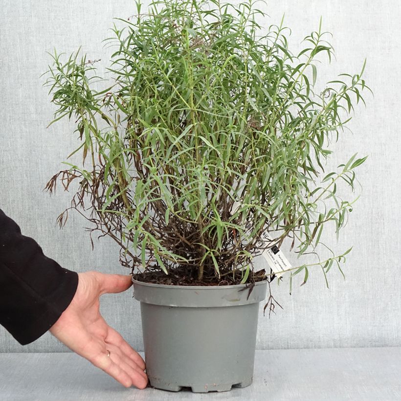 Hebe Kirkii 3L/4L pot sample as delivered in winter