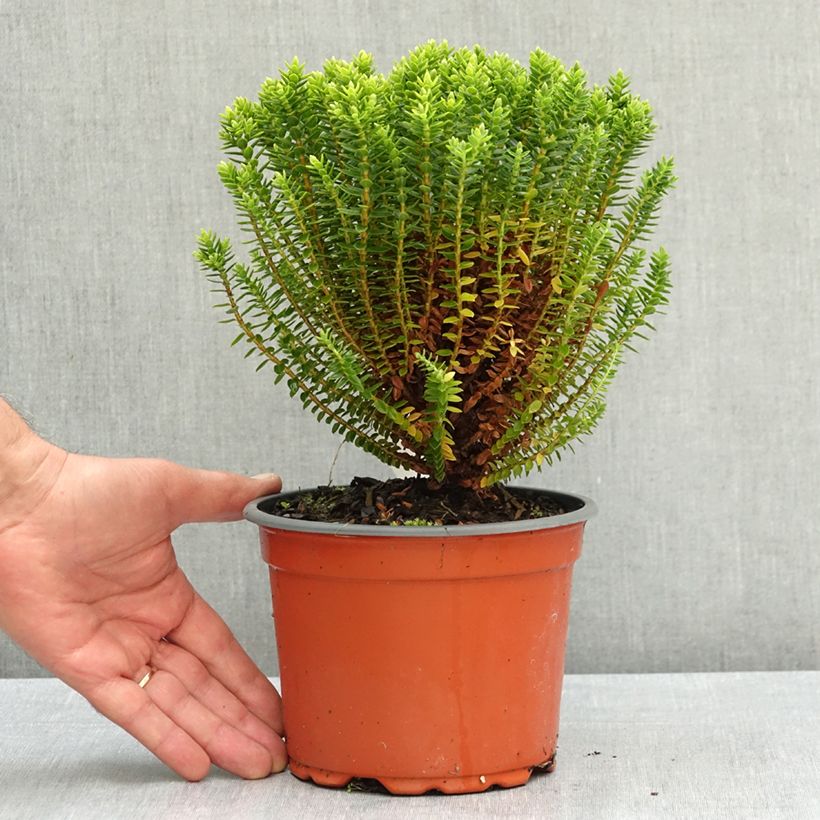 Hebe odora Nana - Boxwood Hebe 1.5L/2L pot sample as delivered in summer