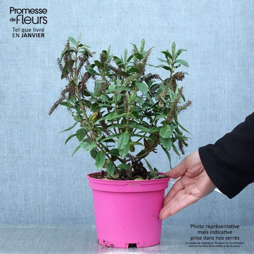 Hebe Ouessant 2L/3L pot sample as delivered in winter