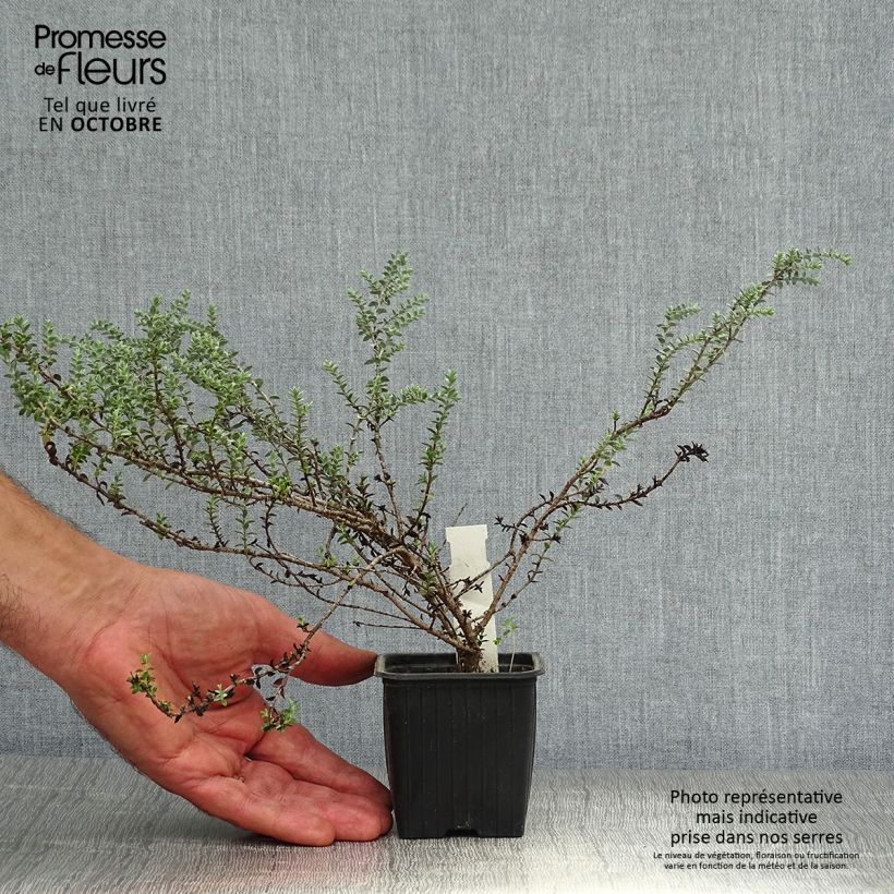 Hebe pimeleoides Quicksilver 8/9 cm pot sample as delivered in autumn